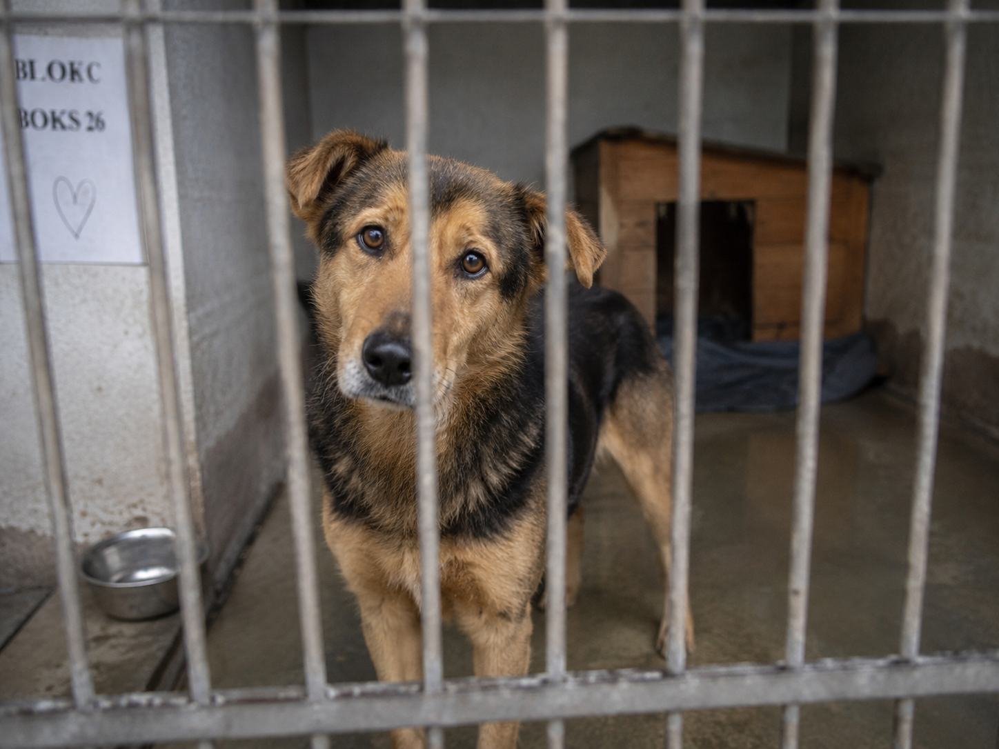 Skąd adoptować zwierzęta-wady i zalety.